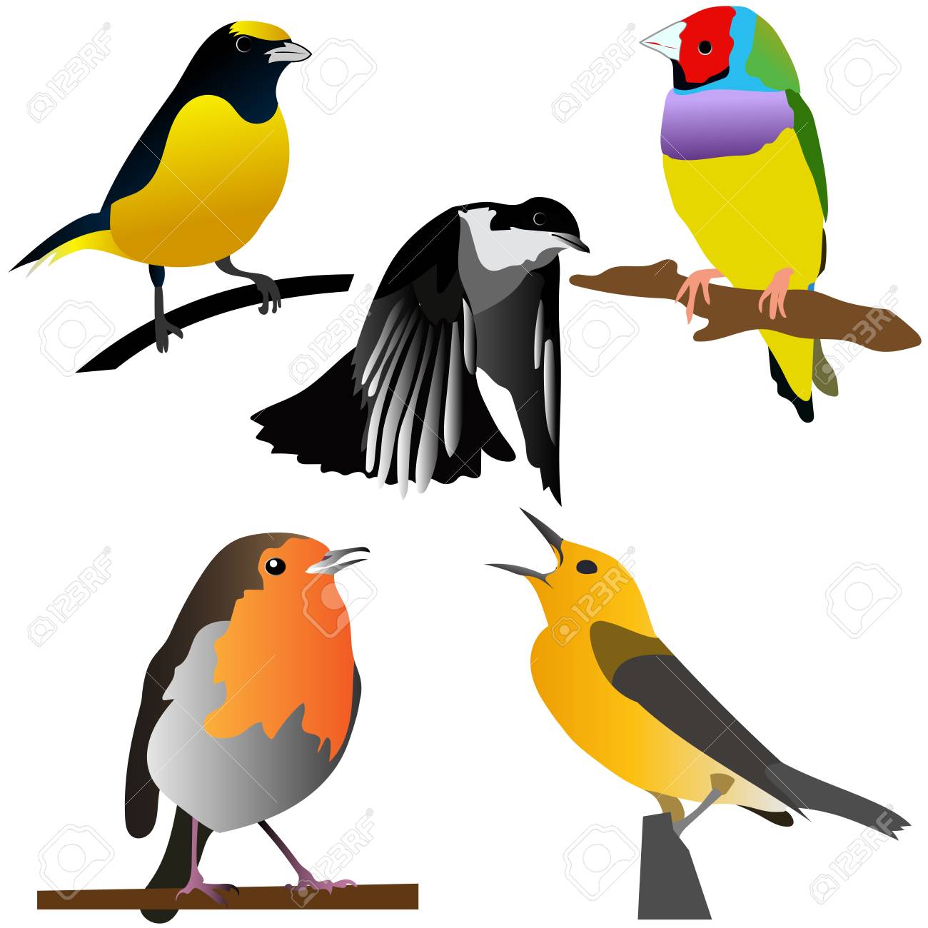 Collection Of Colorful Birds Vector Illustrations Good For Kids