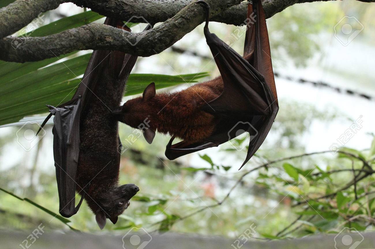 日光の下でコウモリのマクロ写真 の写真素材 画像素材 Image