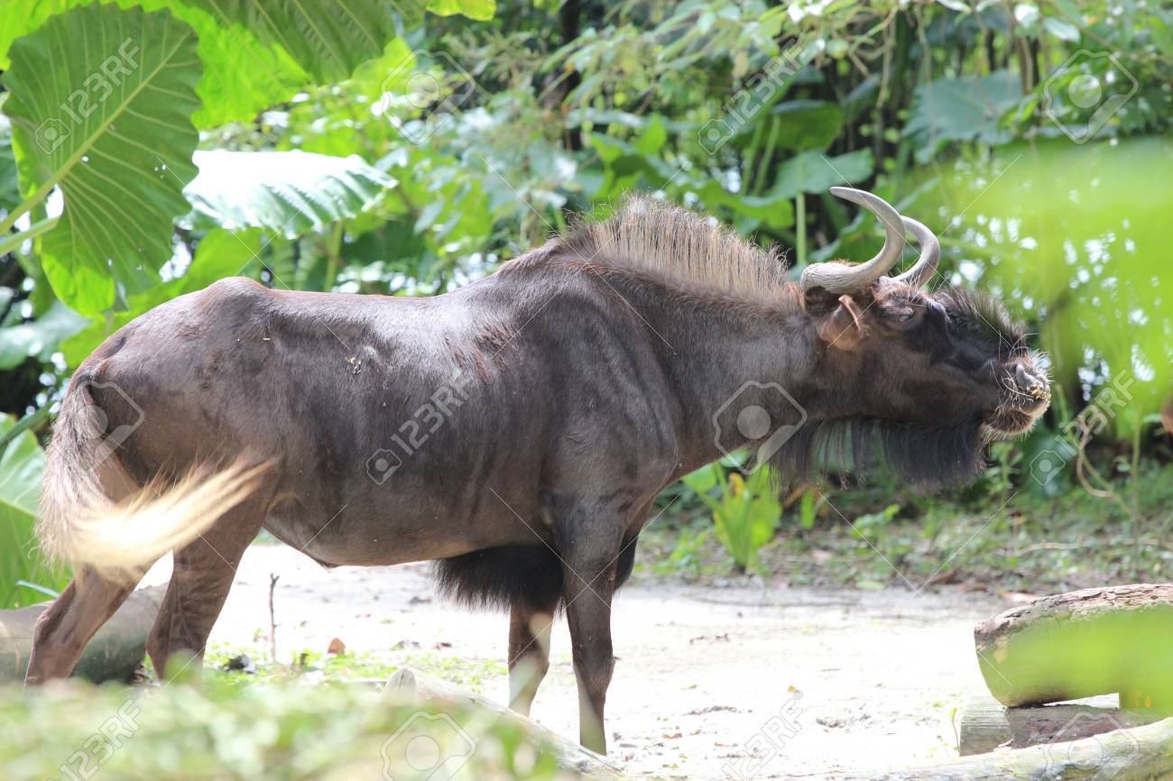 シンガポール動物園のヌー の写真素材 画像素材 Image シンガポール動物園のヌー の写真素材 画像素材 Image