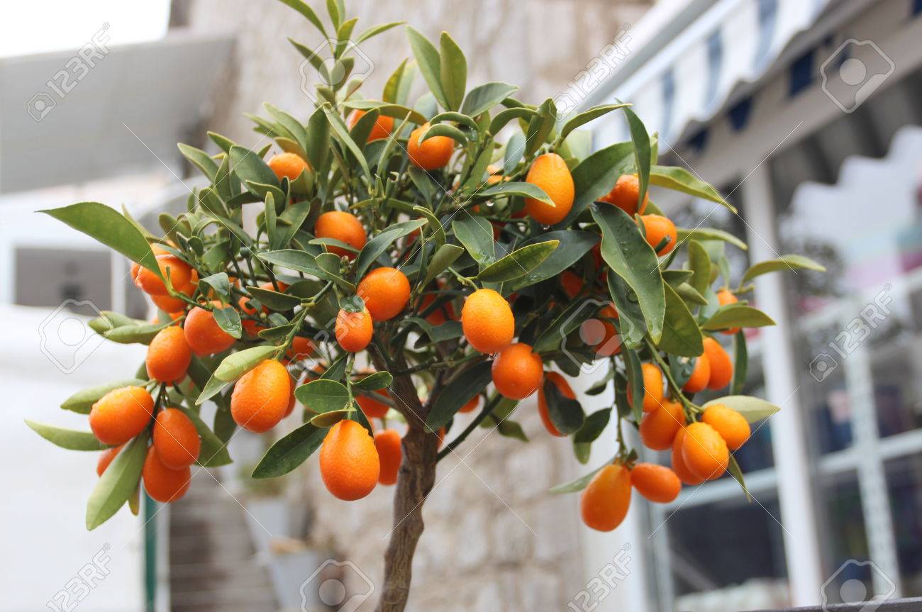 citrus tree in a