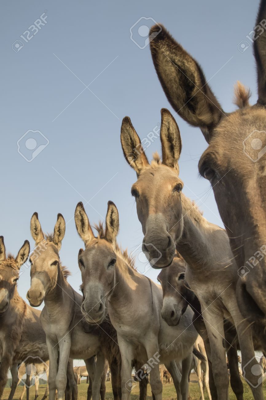 変な顔を持つ野生のロバの肖像画 の写真素材 画像素材 Image