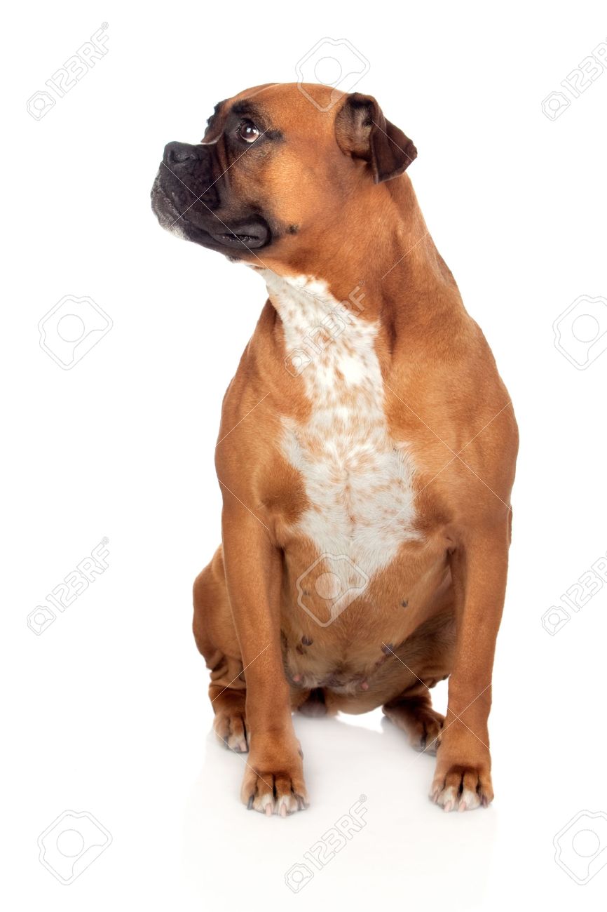 白い背景で隔離の美しいボクサー犬 の写真素材 画像素材 Image