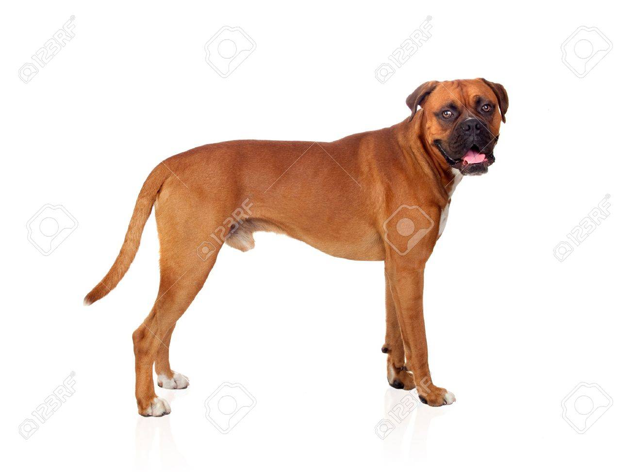 白い背景で隔離の美しいボクサー犬 の写真素材 画像素材 Image