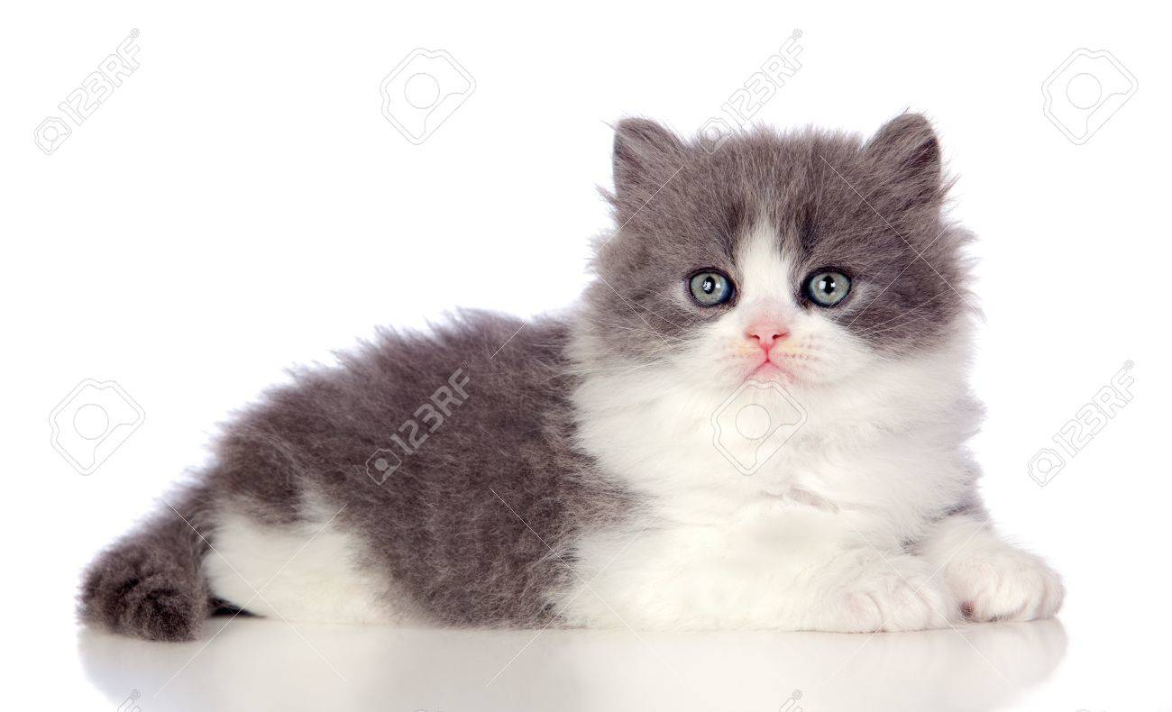 Chaton Angora Belle Avec Des Cheveux Gris Et Doux Isole Sur Fond Blanc Banque D Images Et Photos Libres De Droits Image Chaton Angora Belle Avec Des Cheveux Gris Et Doux Isole Sur Fond Blanc Banque D Images Et Photos Libres De Droits Image