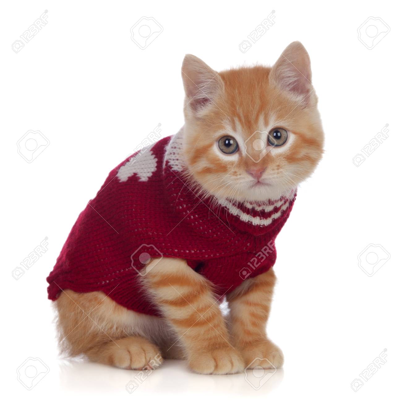 Belle Chaton Roux Portant Un Chandail De Laine Isole Sur Fond Blanc Banque D Images Et Photos Libres De Droits Image