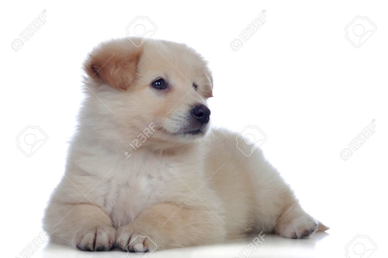 Mon Chien Se Gratte Le Meilleur Traitement Naturel En 3