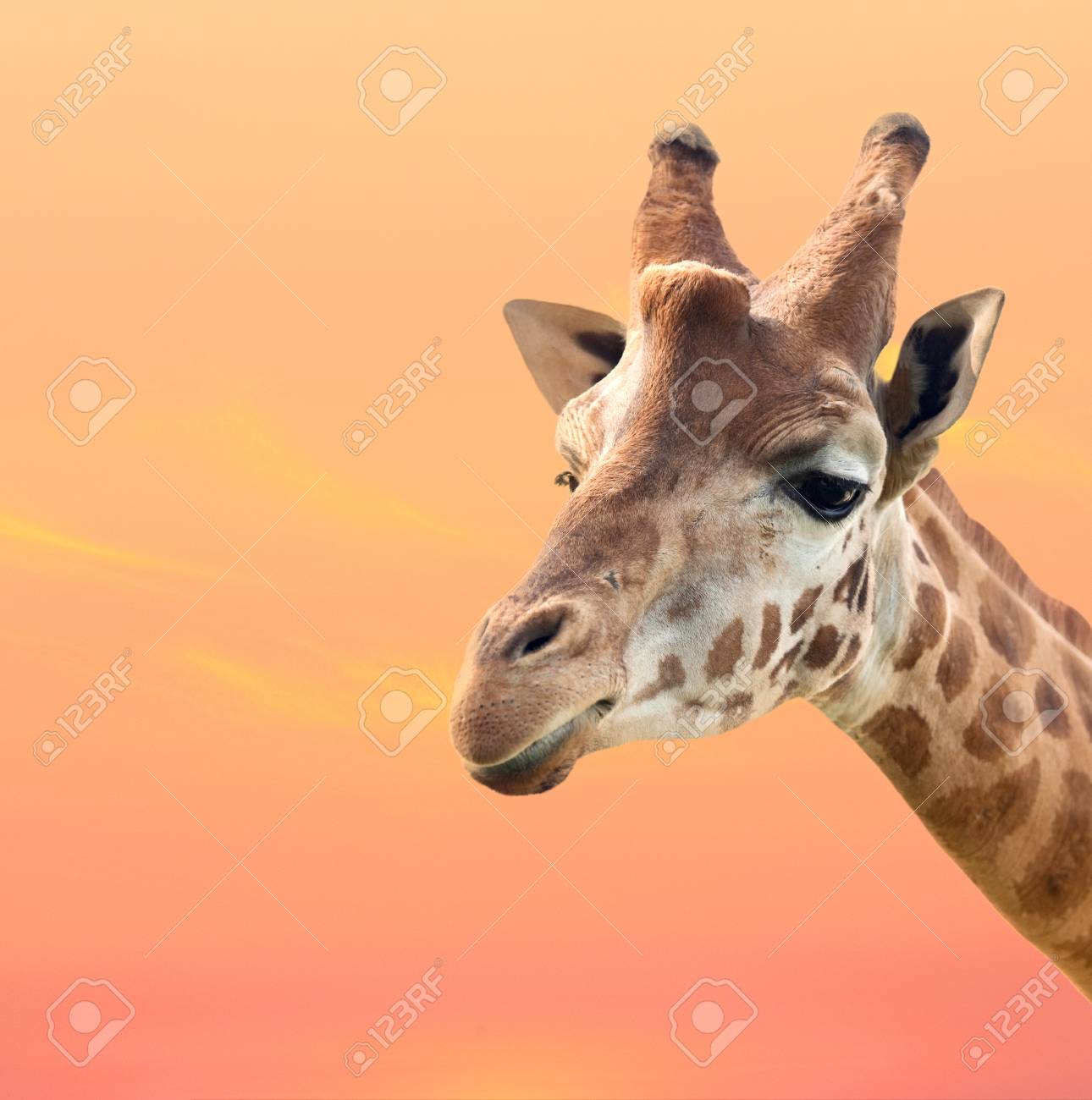 Beautiful Giraffe With A Orange Sky Of Background Stock Photo, Picture and  Royalty Free Image. Image 27909823., image size:1290x1300