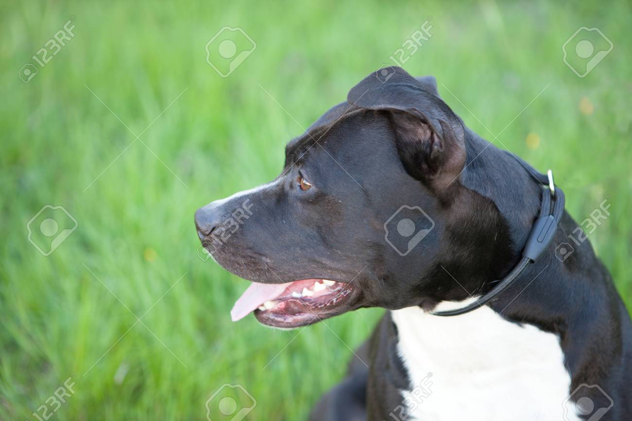 素敵な黒い短い毛の犬で外 の写真素材 画像素材 Image