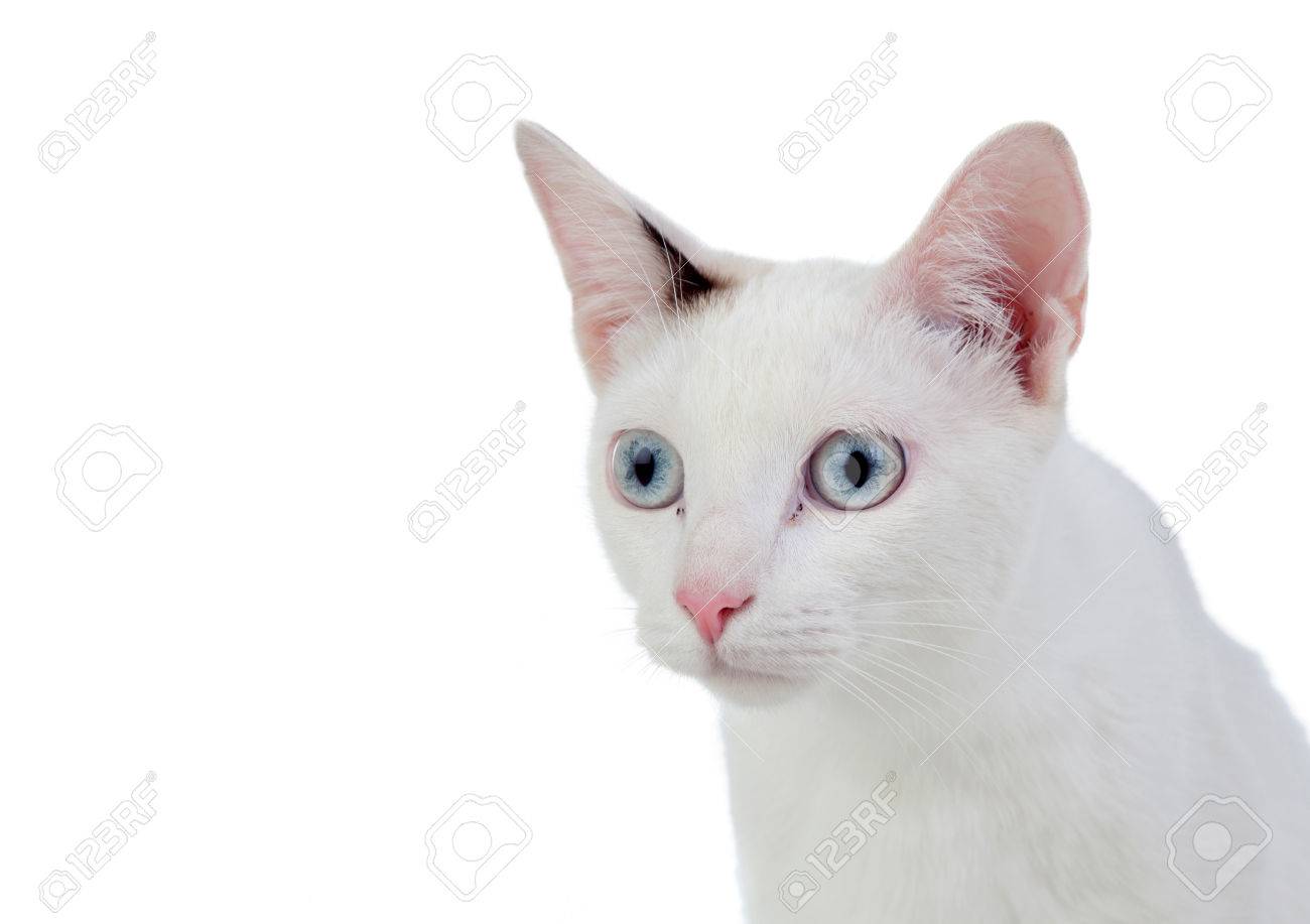 青い目 ピンクの鼻の美しい白猫 の写真素材 画像素材 Image