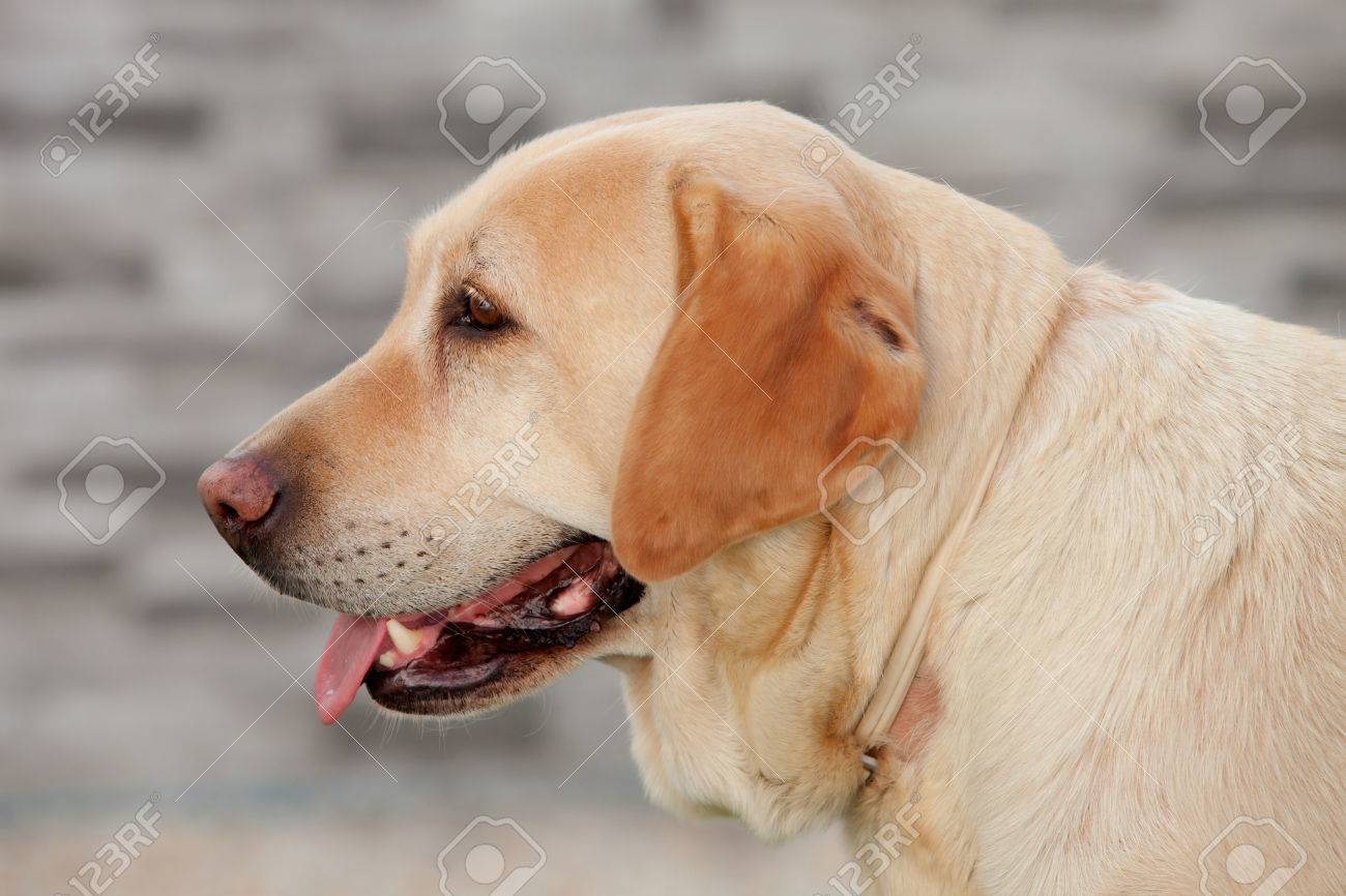 素敵なゴールデン ラブラドール犬舌を表示 の写真素材 画像素材 Image