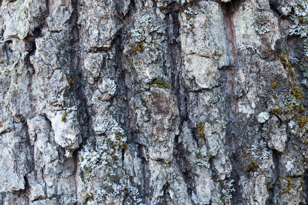 Télécharger gratuitement Images Tronc D Arbre Avec De La Mousse A Proximite Du Papier Peint Banque le plus cool salutations