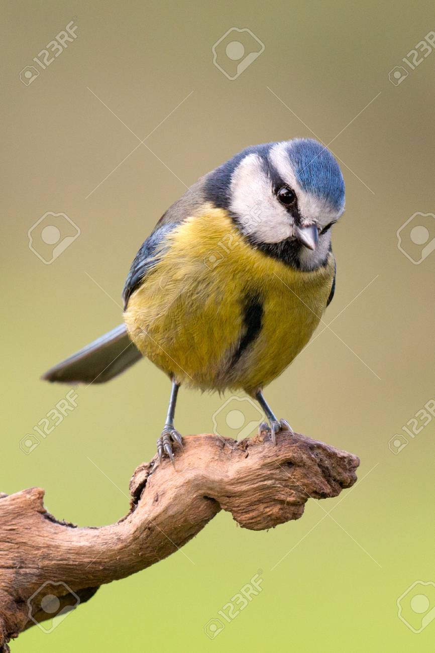 Nice Tit With Blue Head Perched On A Log Stock Photo, Picture and Royalty  Free Image. Image 50875637.