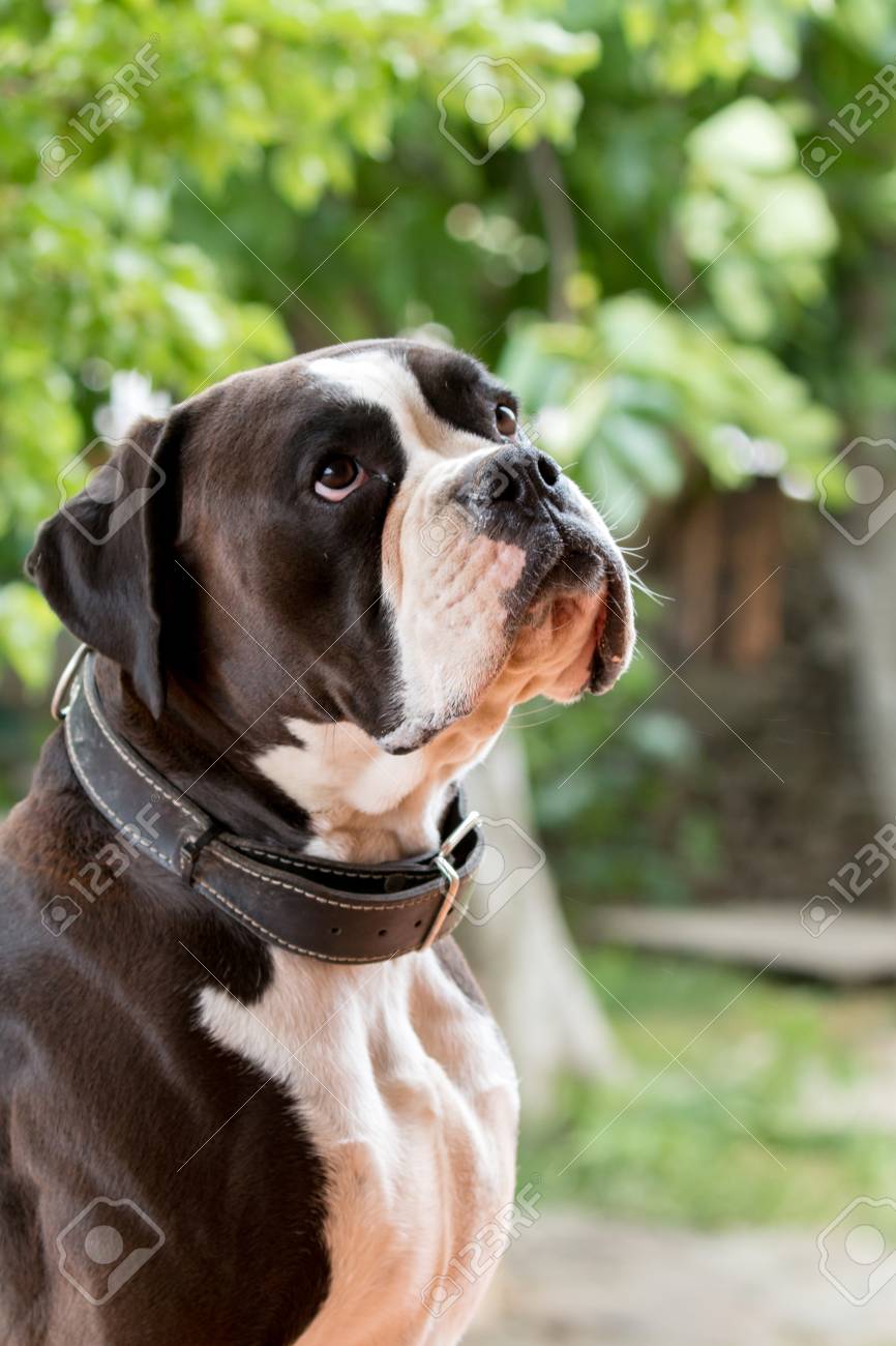 Weisser Und Schwarzer Boxerhund Im Garten Lizenzfreie Fotos Bilder Und Stock Fotografie Image 78066614
