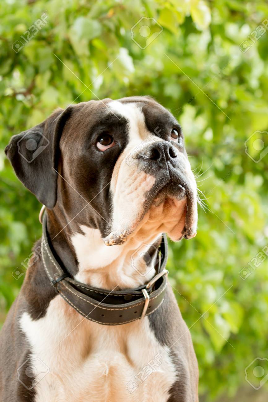 Weisser Und Schwarzer Boxerhund Im Garten Lizenzfreie Fotos Bilder Und Stock Fotografie Image 77482769