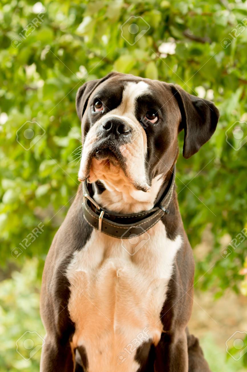 Weisser Und Schwarzer Boxerhund Im Garten Lizenzfreie Fotos Bilder Und Stock Fotografie Image 77491707