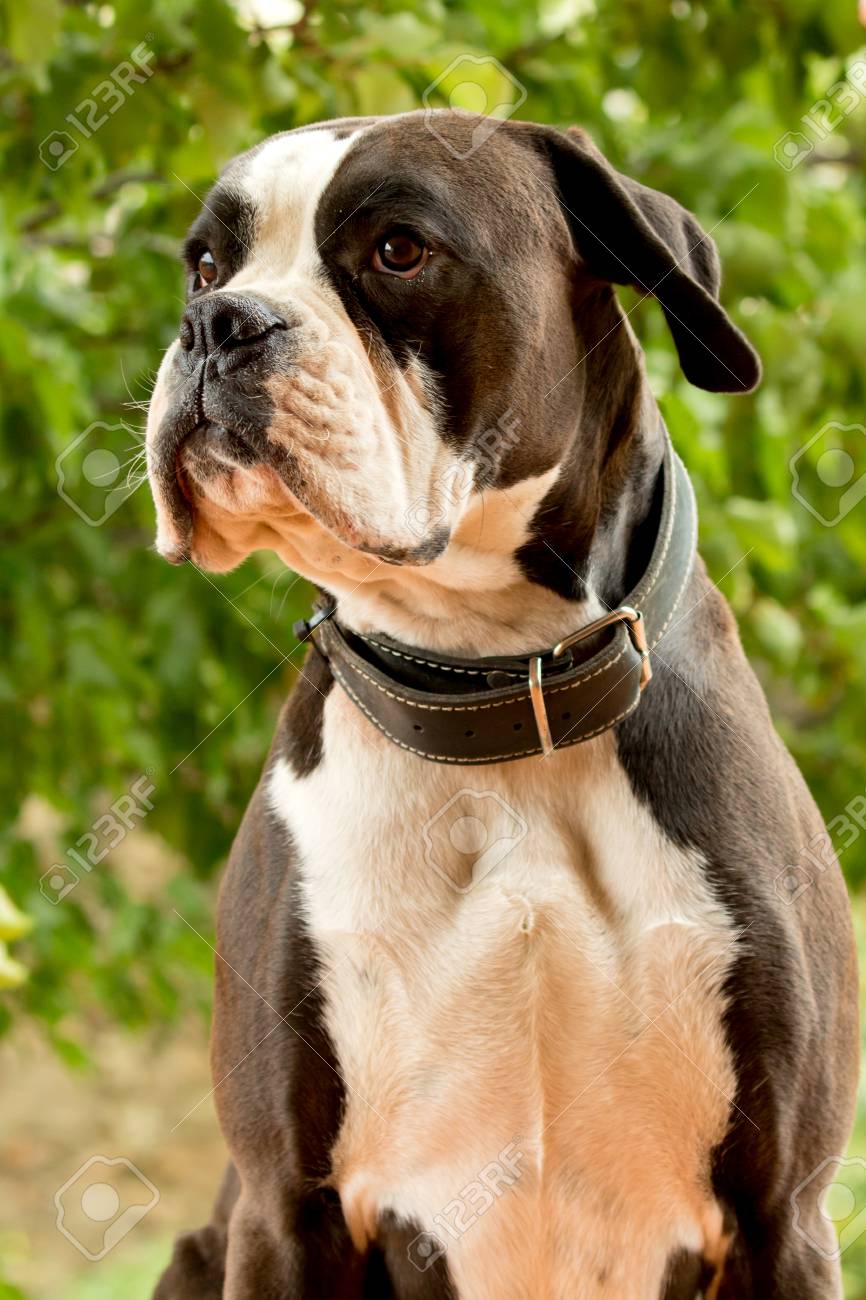 Weisser Und Schwarzer Boxerhund Im Garten Lizenzfreie Fotos Bilder Und Stock Fotografie Image 77424446