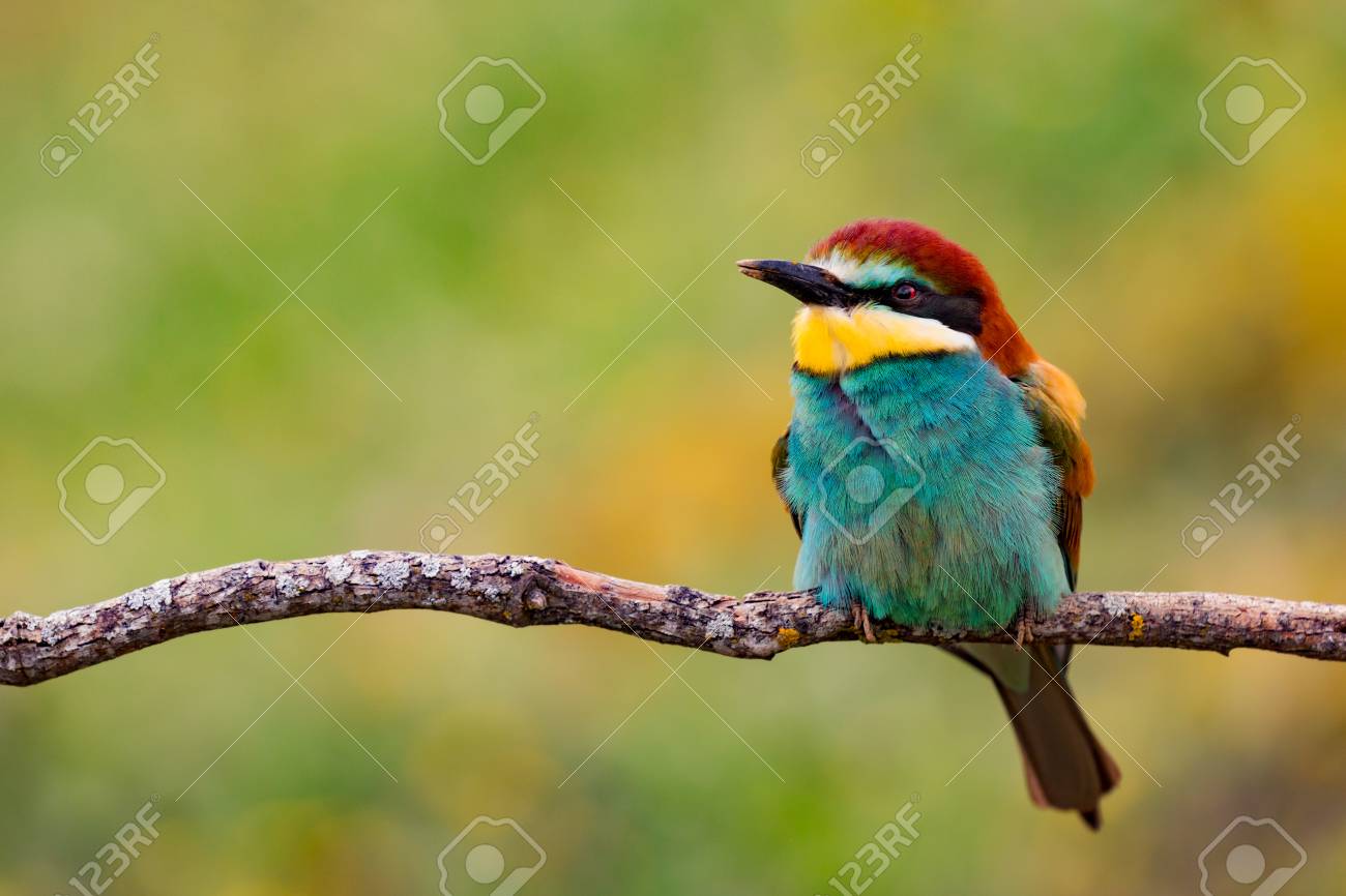 Petit Oiseau Perché Sur Une Branche Avec Un Fond Vert Vert Et Jaune