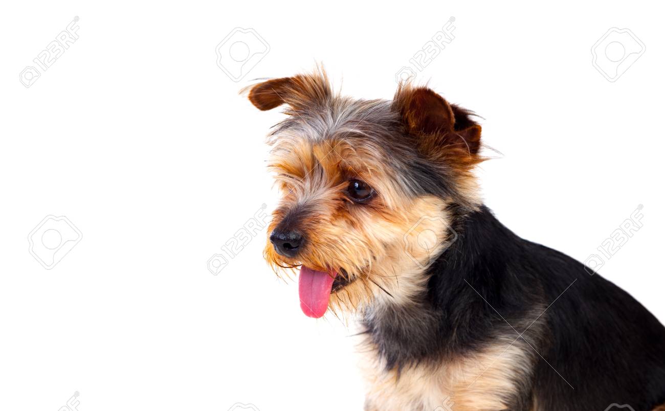 白い背景に分離されたカットの髪のかわいい小型犬 の写真素材 画像素材 Image