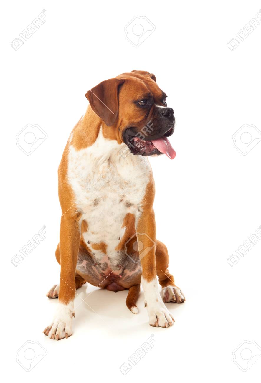 白い背景に分離された美しいボクサー犬 の写真素材 画像素材 Image 白い背景に分離された美しいボクサー犬 の写真素材 画像素材 Image