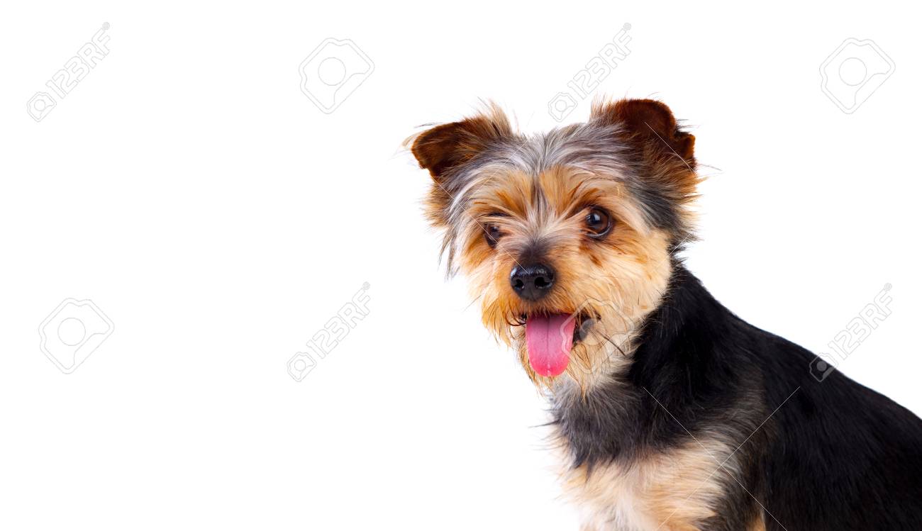 白い背景に分離されたカットの髪のかわいい小型犬 の写真素材 画像素材 Image