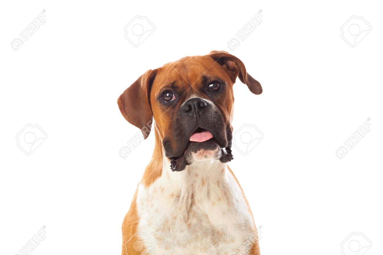 Beau Chien Boxer Brun Isolé Sur Un Fond Blanc