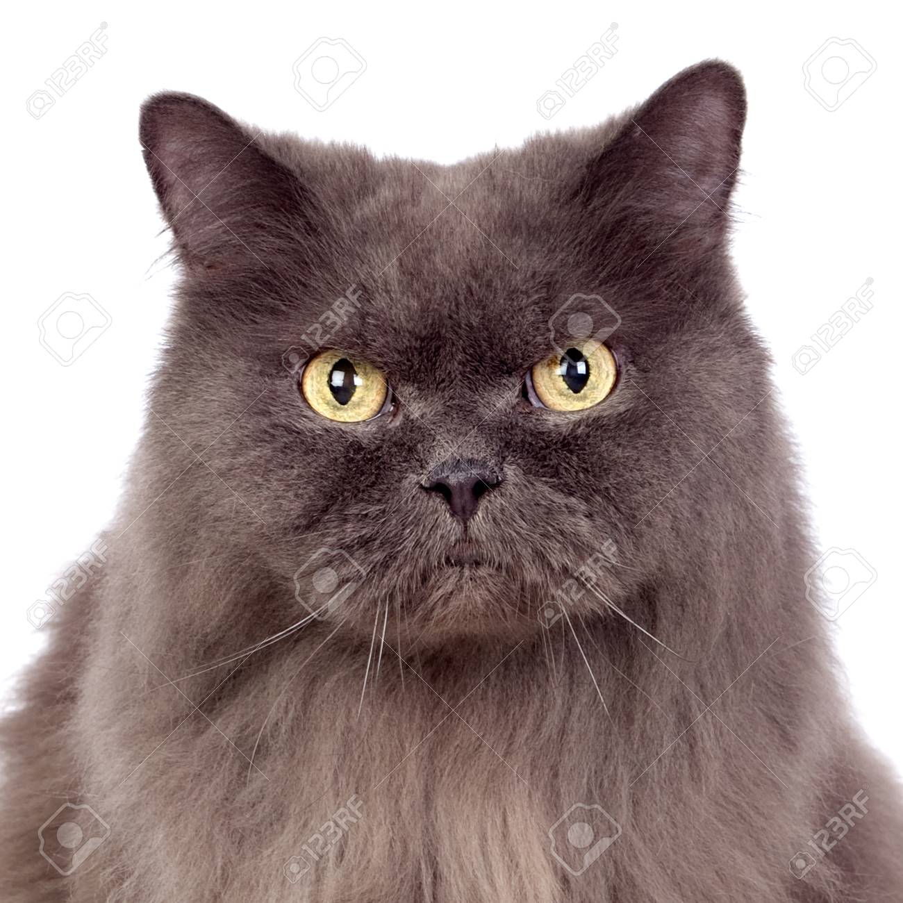 Adorable Chat Persan Gris Isolé Sur Fond Blanc