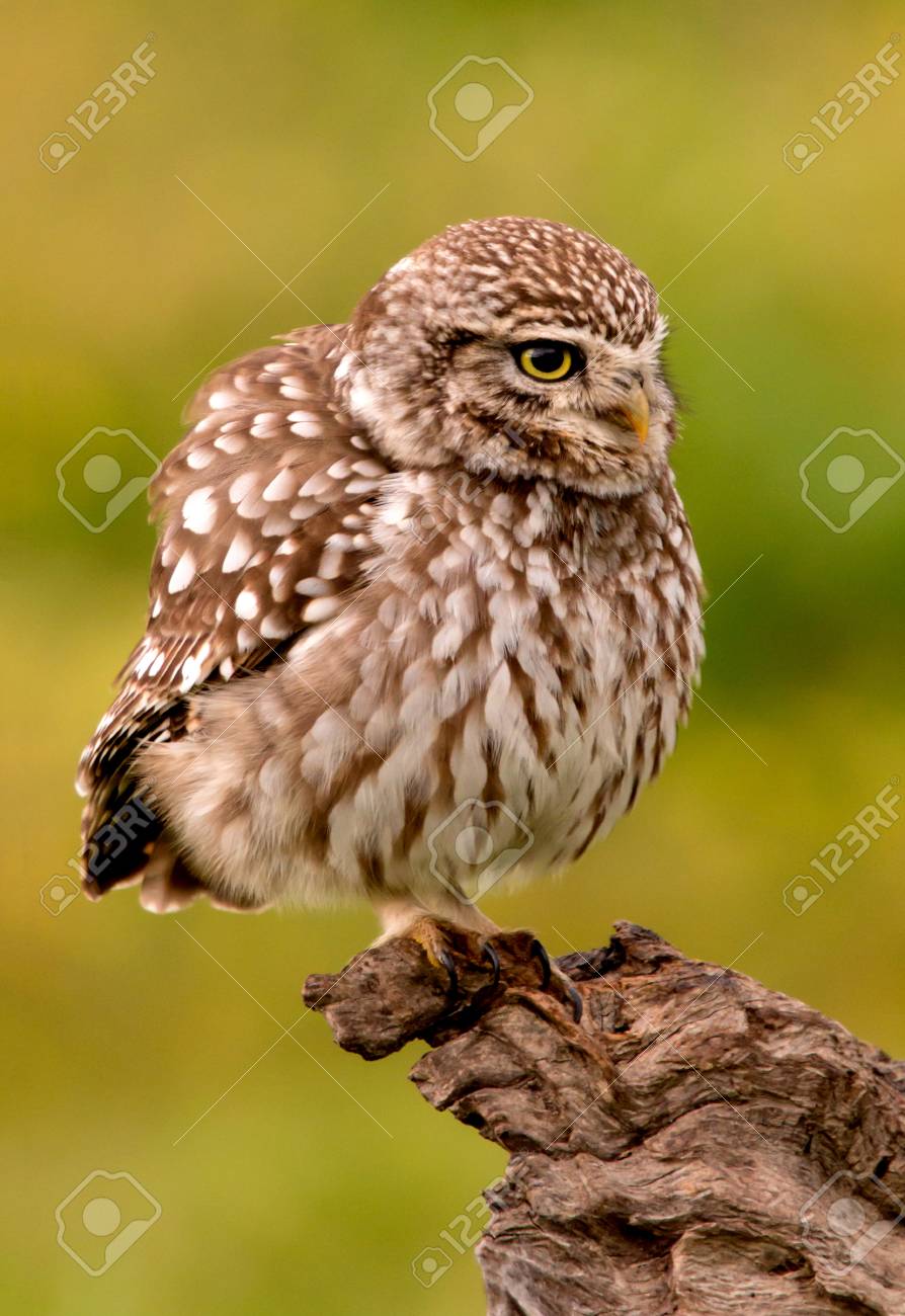 かわいいフクロウ 自然の中で彼らの腫れの羽を持つ小さな鳥 の写真素材 画像素材 Image