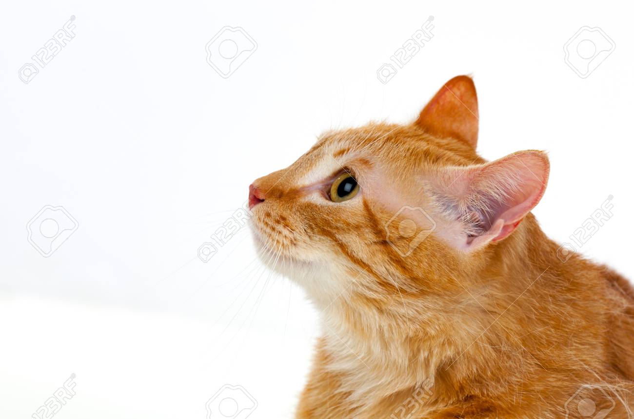 Gatto Rosso Adulto Con Overweigh Isolato Su Uno Sfondo Bianco Foto