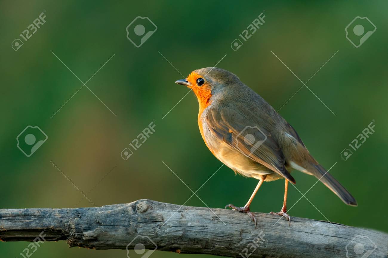 自然の中で素敵なオレンジ色の赤い羽毛を持つかわいい鳥 の写真素材 画像素材 Image