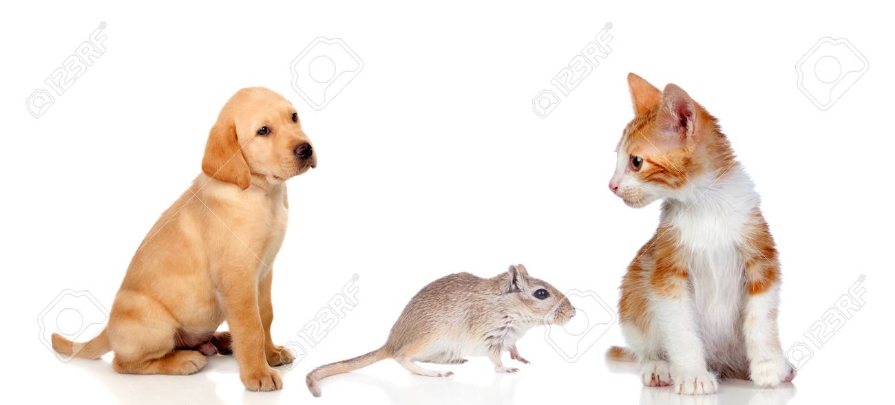 Dog Cat And Mouse Isolated On A White Background Dangerous Friendship Stock Photo Picture And Royalty Free Image Image