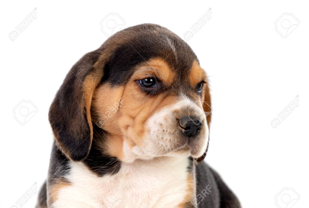 black and white beagle