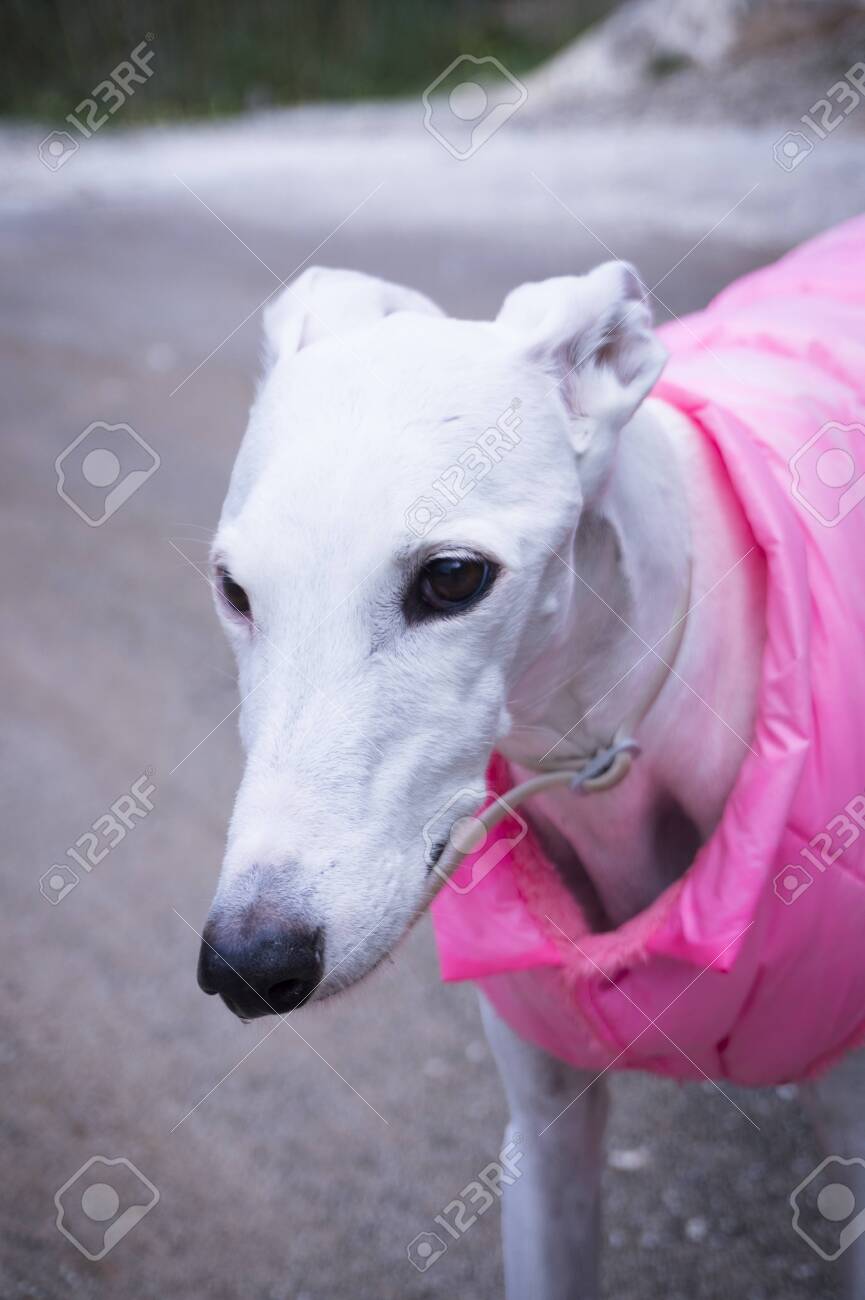 Portrait White Greyhound Breed Dog With Pink Coat Stock Photo Picture And Royalty Free Image Image 139640735