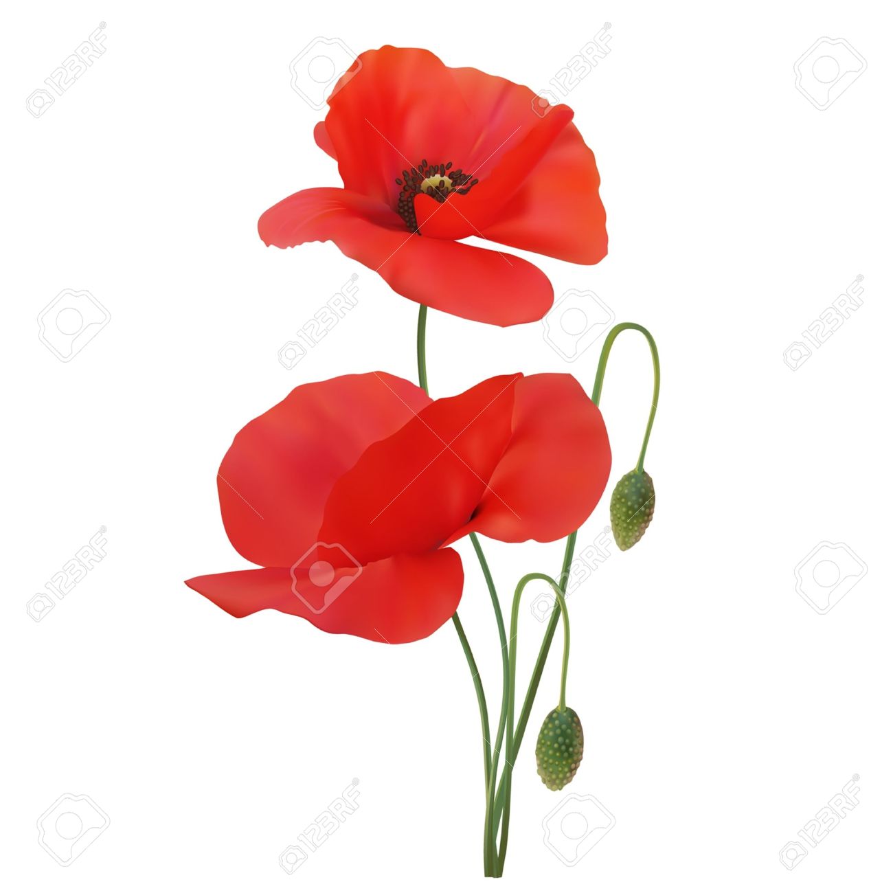 ポピー スカーレット色 白い背景の上 ベクトル のイラスト素材 ベクタ Image