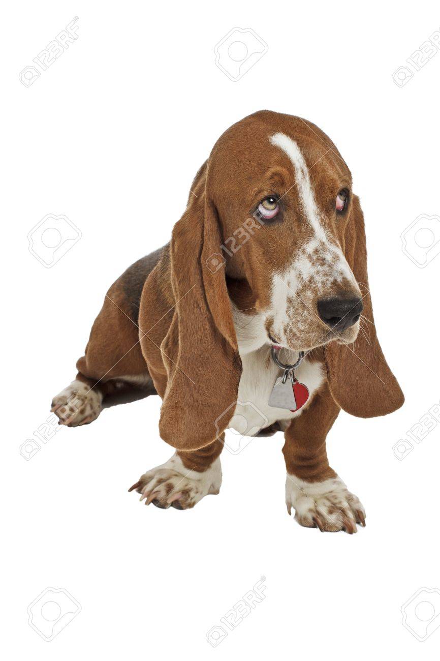 Hound Adoption Basset Hound Puppies Done Deal Best Basset Hound