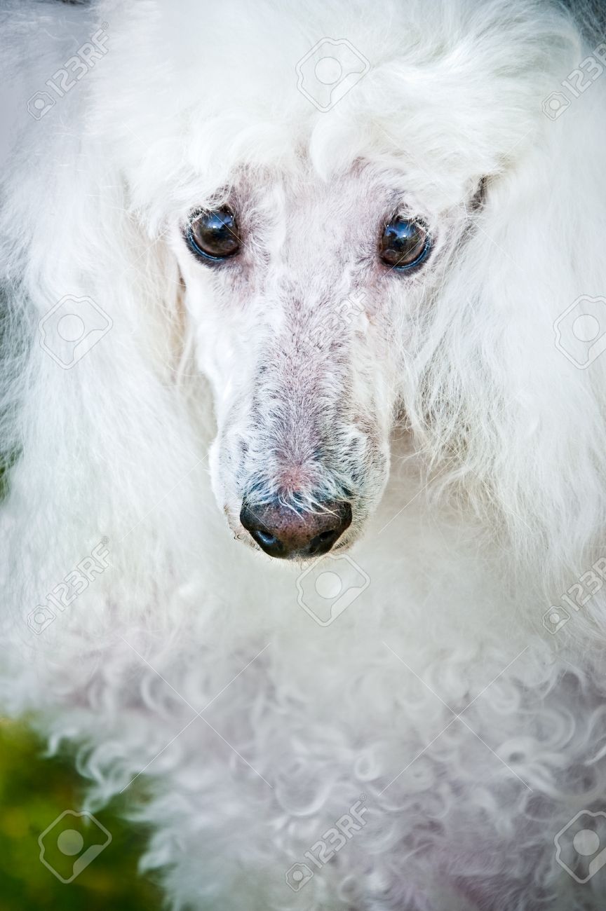 large white poodle