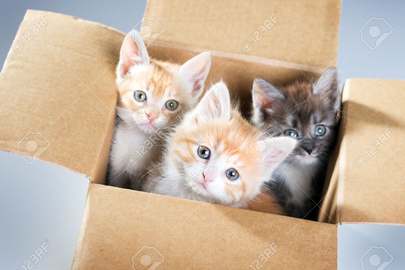 kittens in a box