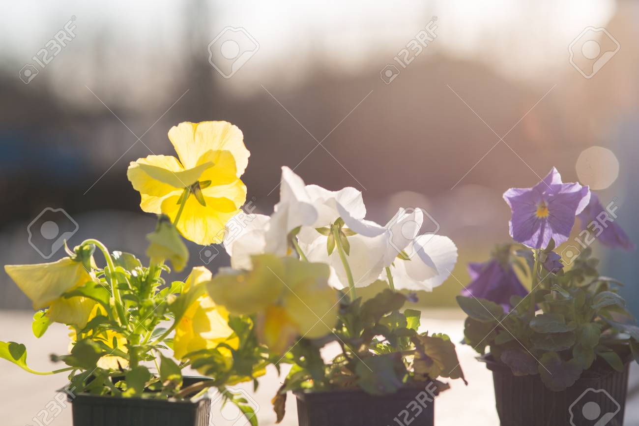 Viollet seedlings of flowers in the garden, pansy flowers eyes