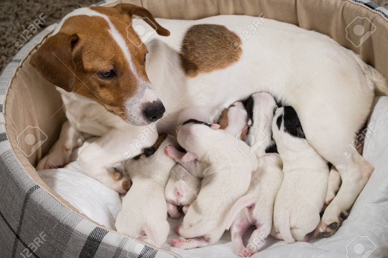 Le Chien Nourrit Les Chiots De La Race Nouveau Ne Jack Russell Terrier Age De Six Jours Banque D Images Et Photos Libres De Droits Image