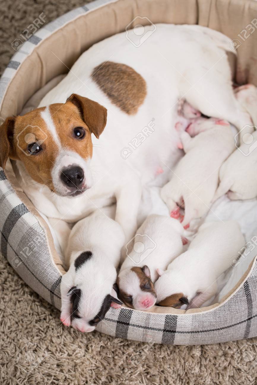 Le Chien Nourrit Les Chiots De La Race Nouveau Ne Jack Russell Terrier Age De Six Jours Banque D Images Et Photos Libres De Droits Image