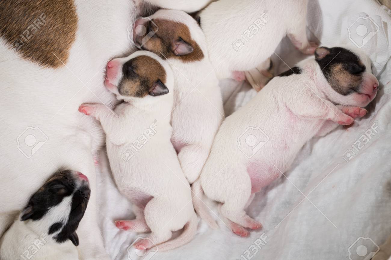 Les Chiots Nouveau Nes Couves Se Reproduisent Jack Russel Terrier Endormi Six Ans Banque D Images Et Photos Libres De Droits Image