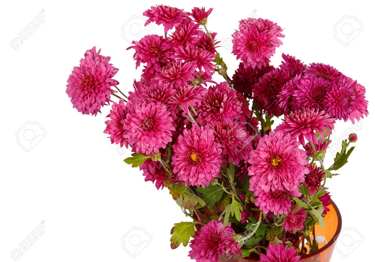 burgundy and white background