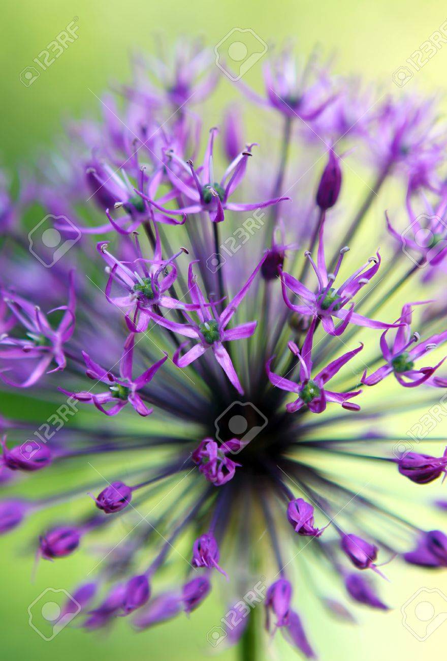 花 ブルーム Homu Interia