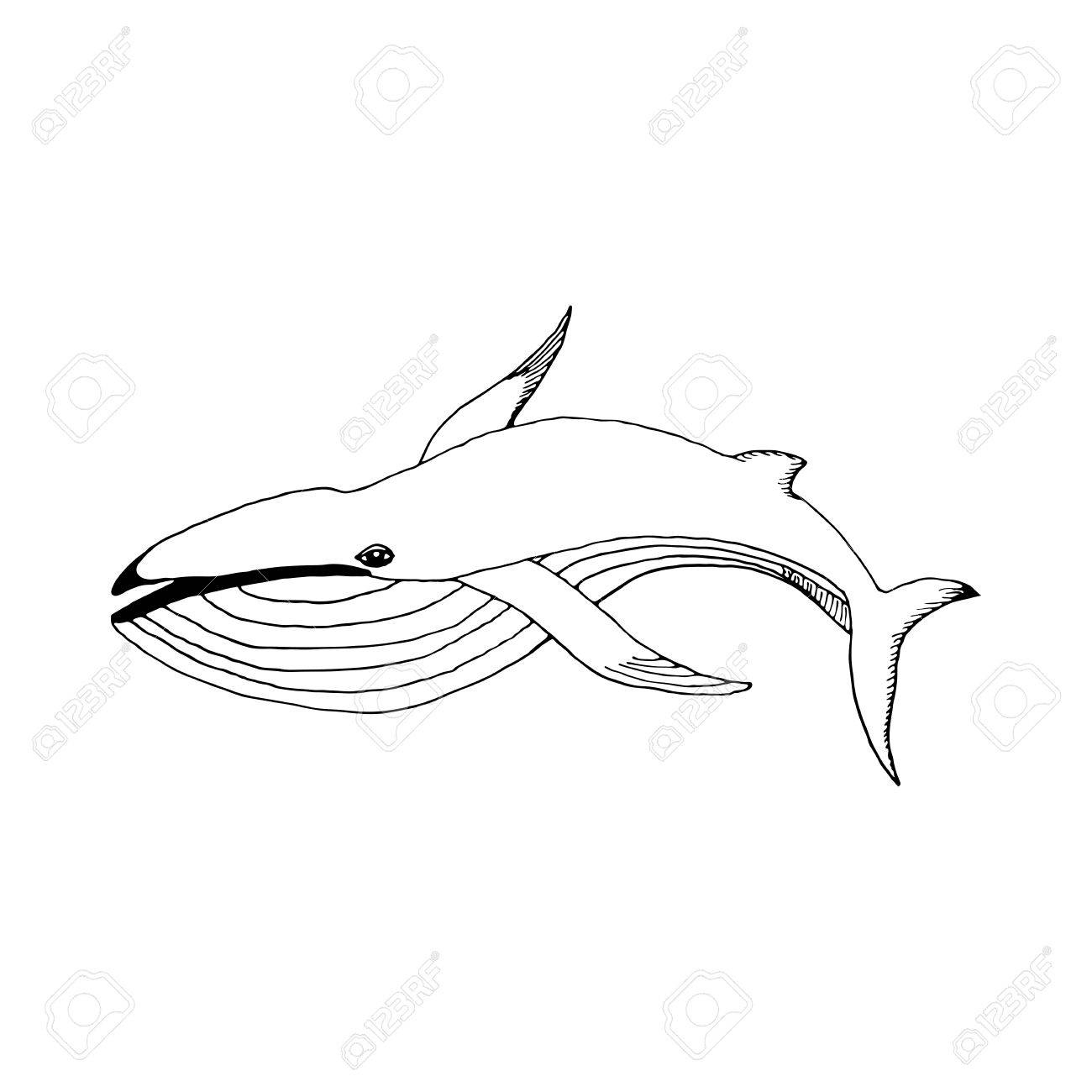 手が黒の白い背景にスケッチのスタイルでクジラを描画 タトゥー用バナー チラシ 着色の書籍 のイラスト素材 ベクタ Image