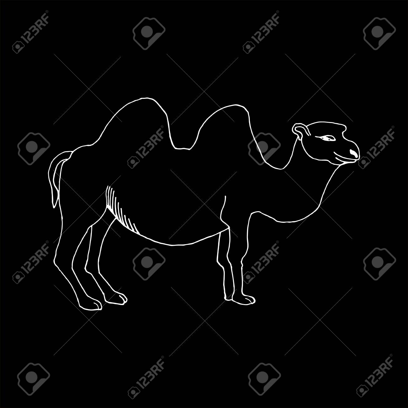 black camel drawing