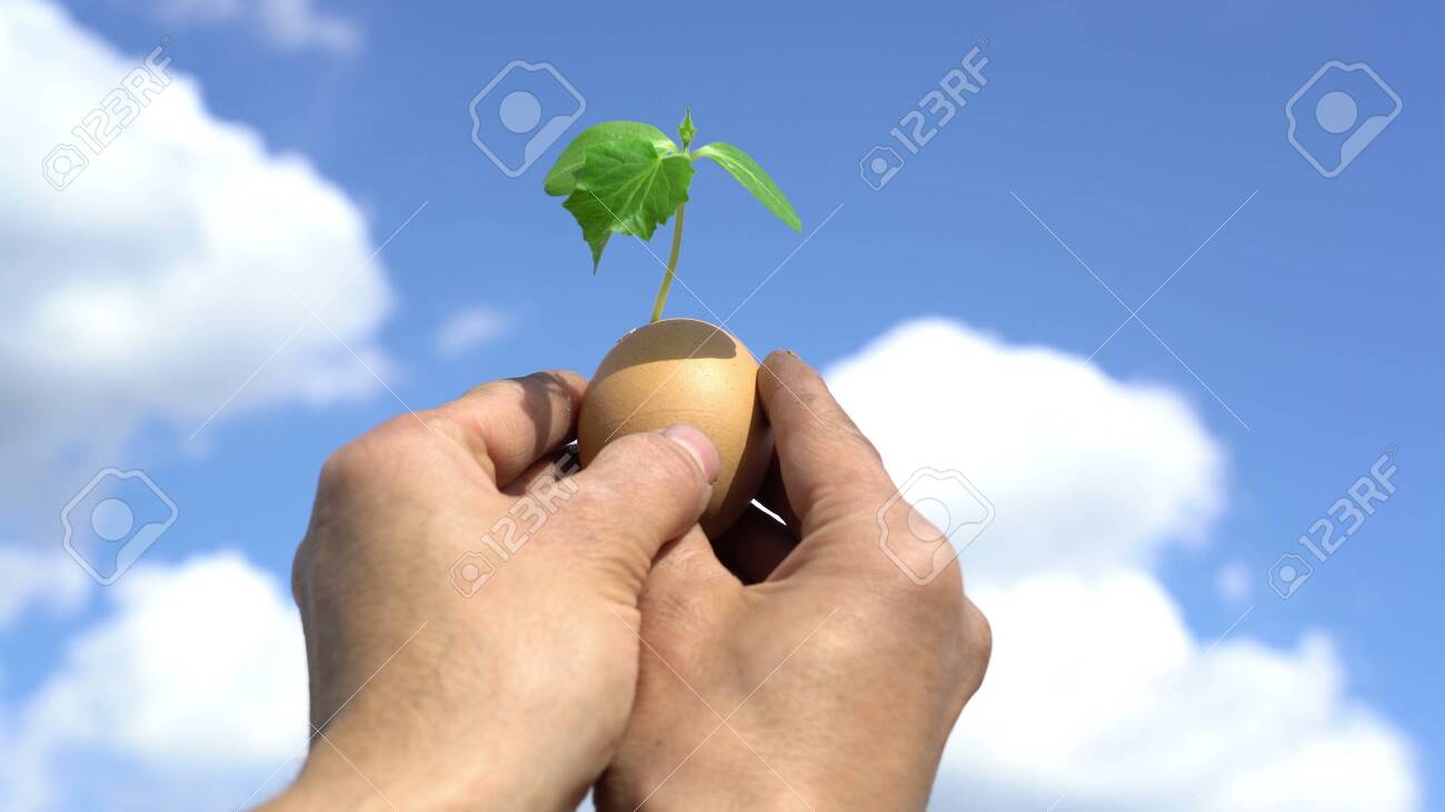 hand holding green plant sprout growing in egg, against blue sky background, new life, germinatio, springtime, beginning concept - 147969110 hand holding green plant sprout growing in egg, against blue sky background, new life, germinatio, springtime, beginning concept - 147969110