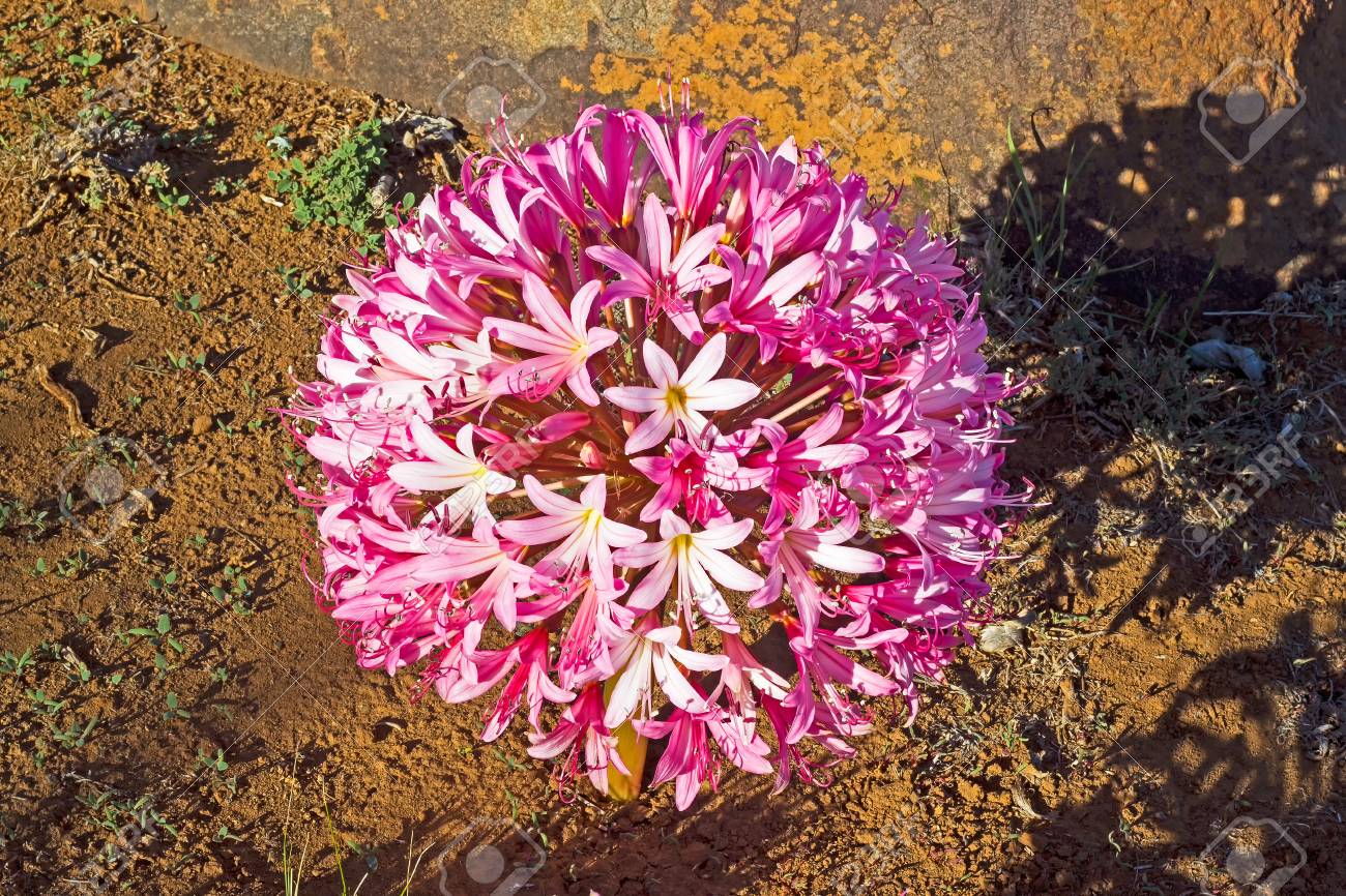 Large Pink Chandelier Lily South Africa Stock Photo Picture And Large Pink Chandelier Lily South Africa Stock Photo 100146803