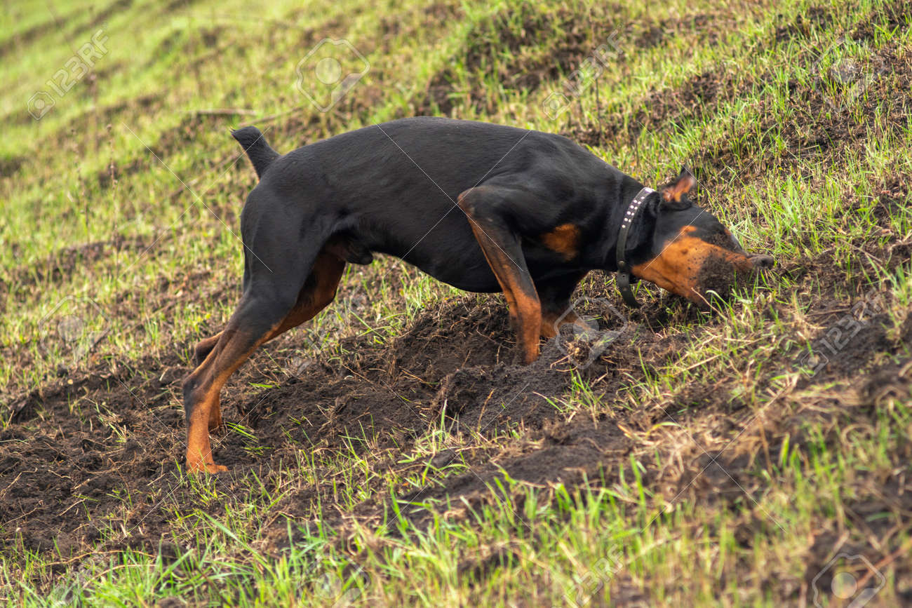 A.K.C. Doberman Puppies For Sale|Hawthorne FL - The Blog, image size:1300x867