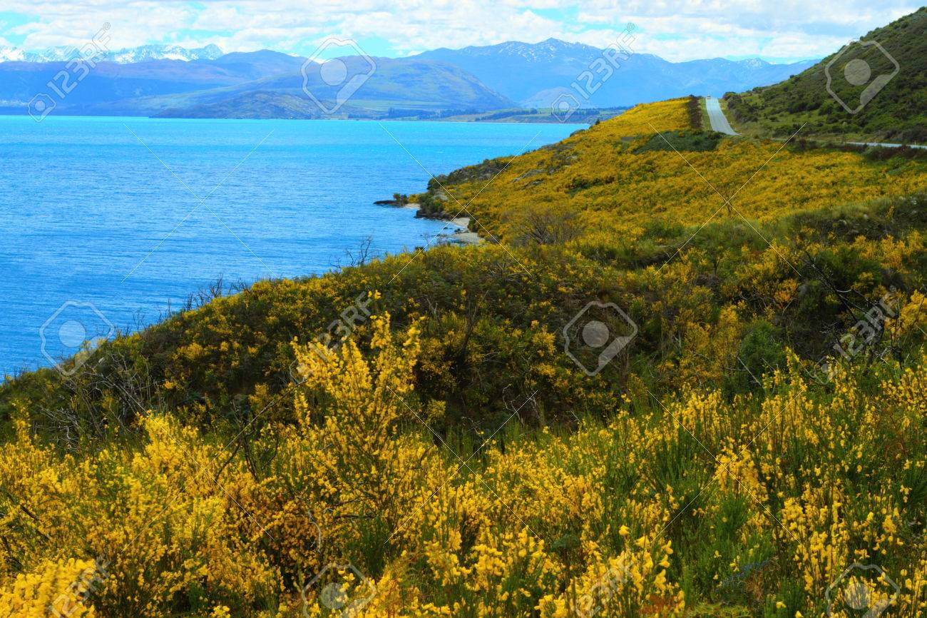 Fleurs Jaunes Fleurissent Sur Une Belle Rive Du Lac île Du Sud Nouvelle Zélande