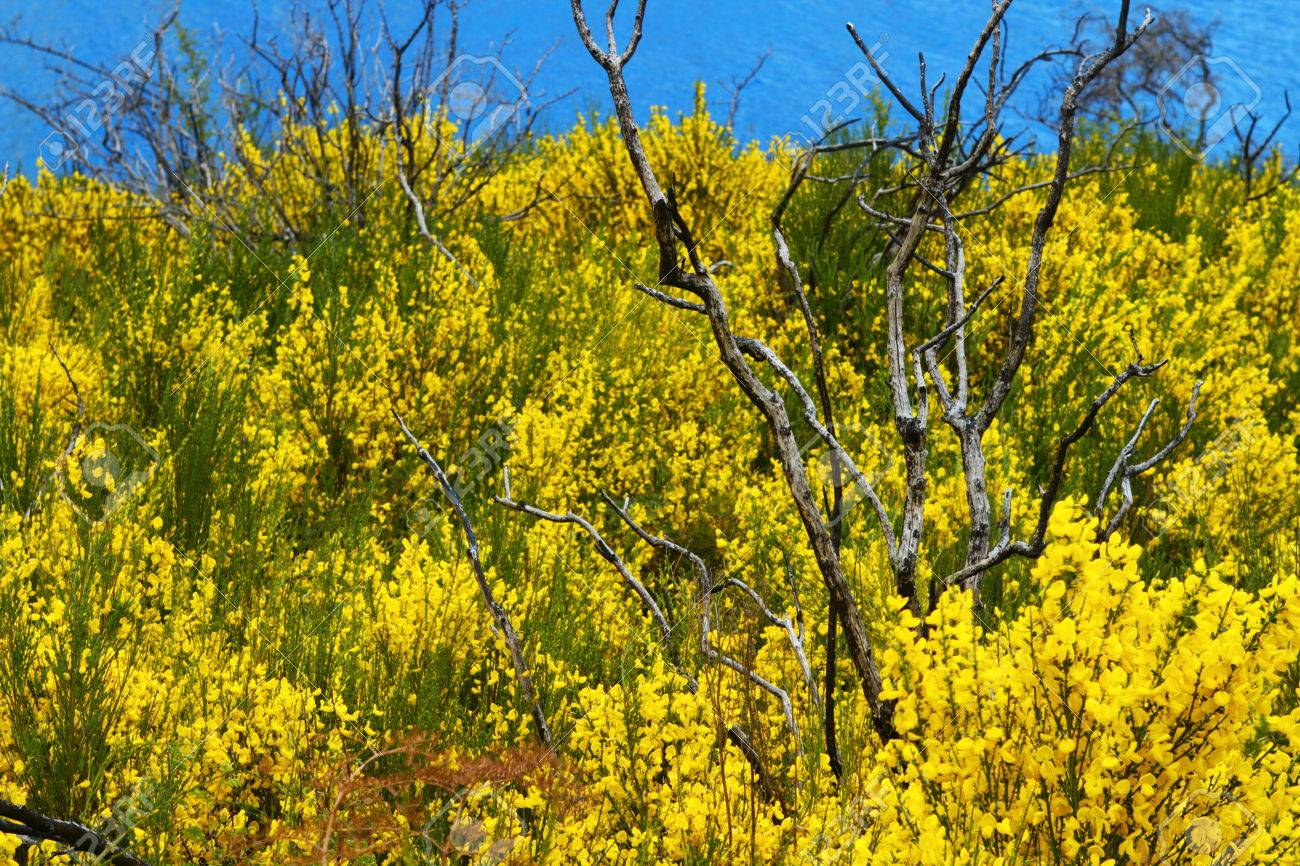 Fleurs Jaunes Fleurissent Sur Une Belle Rive Du Lac île Du Sud Nouvelle Zélande