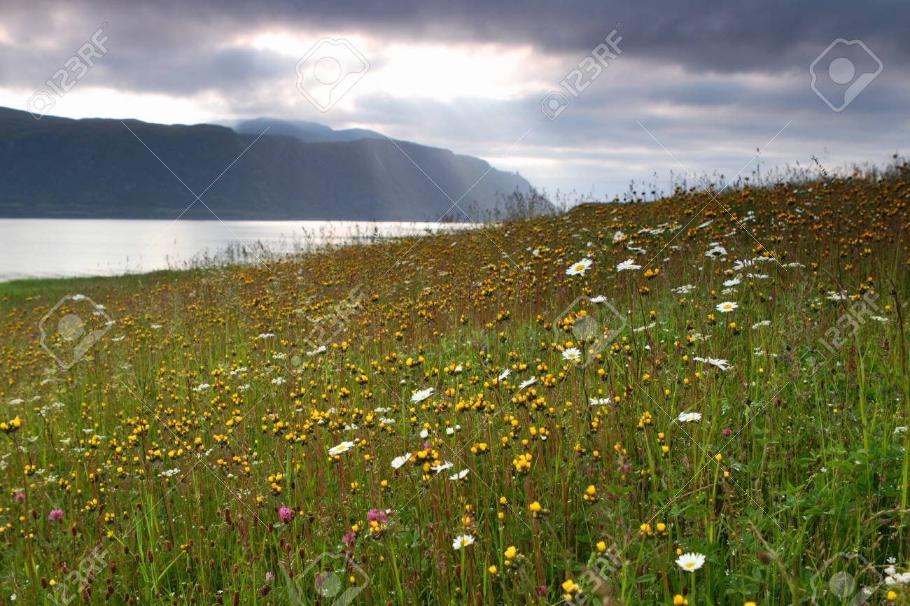 北欧の風景には 海岸の美しい夏の野の花 の写真素材 画像素材 Image 北欧の風景には 海岸の美しい夏の野の花 の写真素材 画像素材 Image
